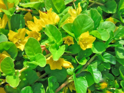 Einheimische Teichpflanzen Sortiment